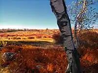 Hayfields, Ricketts Glen State Park