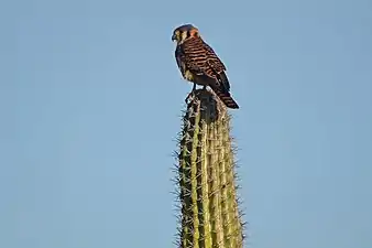 American kestrel on cactus.