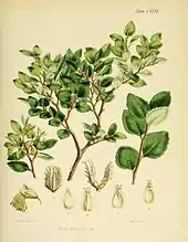 Fagus betuloides in Joseph Dalton Hooker's Flora Antarctica 1844–1846, from the Ross expedition of 1839–1843