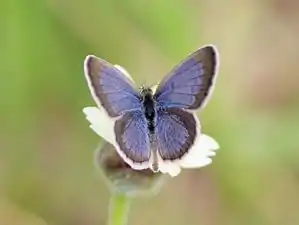 Upperside (male)