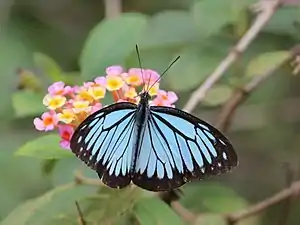 Dorsal view (male)