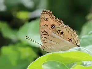 Ventral view (wet-season form)