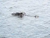 Alligator in the Everglades National Park