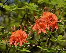 Florida Flame Azalea