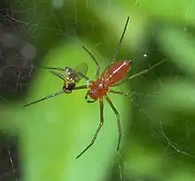 Red spider with fly in its web