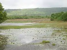 A lake mostly covered with floating aquatic plants. The further bank is lined with trees and a hill is in the background.