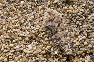 Image 4Some flatfish can camouflage themselves on the ocean floor (from Demersal fish)