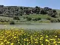 Flower of oued Zitoun River