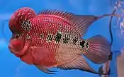 The flowerhorn cichlid is a man-made hybrid that has recently gained popularity among aquarists, particularly in Asia.