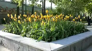 Yellow tulips at Mellat Park.