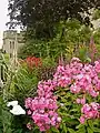 Flowering plants in The Mill Garden