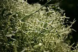 A close-up of the flowers of Clematis microphylla var. microphylla