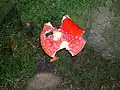 The Fly Agaric (Amanita muscaria) at Giffordland, damaged by slugs