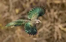 Green-billed malkoha in Bangladesh