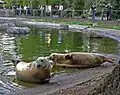 Grey seals