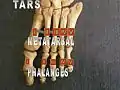 Foot bones - metatarsus and phalanges