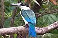 Forest kingfisher