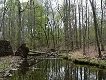 Ireland Brook in Ireland Brook Conservation Area