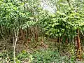 Forest at Kambalakonda Visakhapatnam