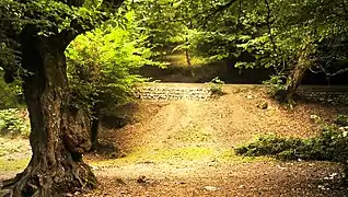 Forest in Mazandaran