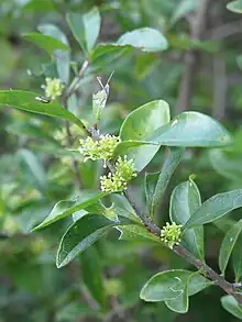 Privet (ink-bush)(Forestiera segregata)