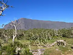 Acacia heterophylla's forest