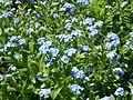 Spring show of forget-me-nots, Myosotis arvensis