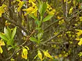 Forsythia × intermedia flowers and young leaves