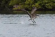 Brown pelican(Pelecanus occidentalis)