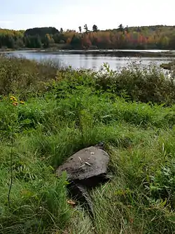 Foss Lake, just north of Perkinstown, and a Common snapping turtle