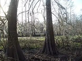 A dried up swamp bed