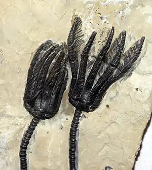 Rare fossil of a crinoid completely intact