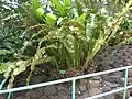 Bird's nest fern