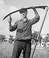 Image from a 1945 rye harvest, showing a very long blade being honed on the job. Setting up the burr.