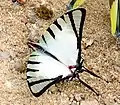 Open wings, Fraser's Hill, Malaysia