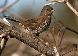 Sooty fox sparrow (Passerella iliaca unalaschcensis)