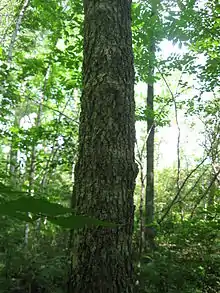  Image of black ash trunk. Tree is located in a seasonally wet, riparian habitat near a small-scale stream. Tree bark is corky and spongy.