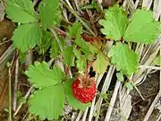 Fruit of Fragaria iinumae