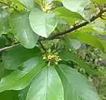 Frangula caroliniana in bloom