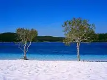 A grassy hilltop overlooking a shallow sand beach, with thick forests in the background