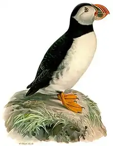 Atlantic puffin by Wilhelm von Wright