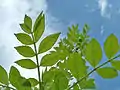 Young spring leaves of subsp. angustifolia, known as Desert Ash in Australia, where it is classed as a weed.