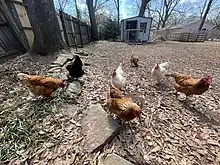 Free range chickens are an important part of the ecosystem for a local land lab.  The chickens eat insects, greens, and grain.  They produce eggs and manure.  Their manure is used as a garden fertilizer.