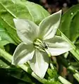 Flowers of the Fresno Chile pepper are white, with black pollen