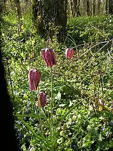 Fritillary guinea