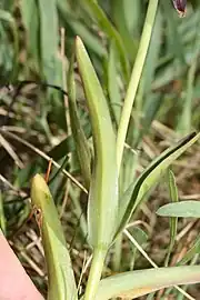 Leaves and stem