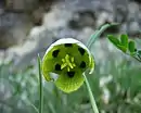 Inside flower of Fritillaria involucrata