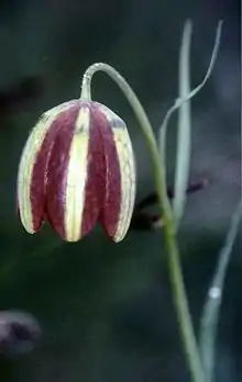 Variety F. gracilis is common in the altimediterranean lifezone