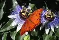 Fritillary feeding on nectar from passion flower