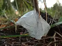 Frost flower closeup